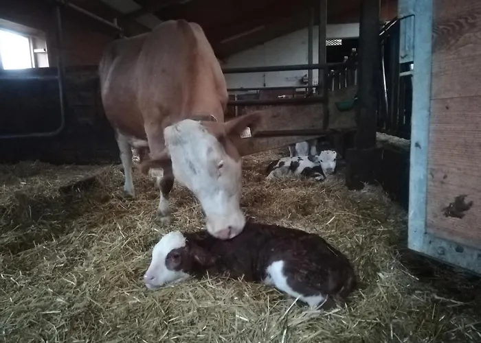 Hinterlammerain Horská chata Abtenau